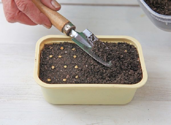  Planting pepper seeds for seedlings in a container