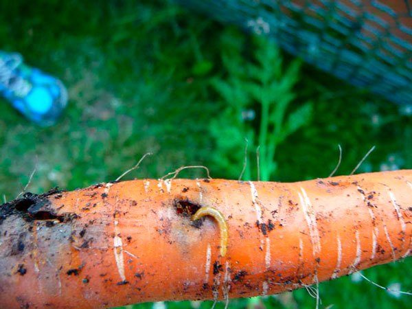  Wireworm