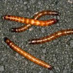  wireworms