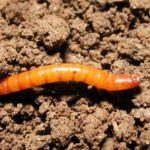  wireworms