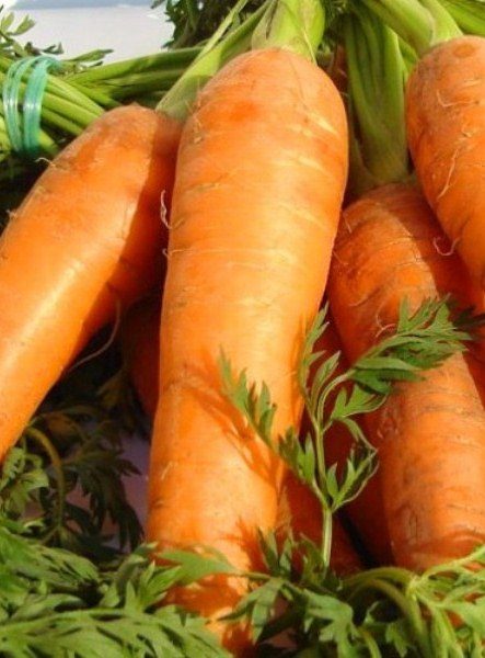  Carota precoce Tushon