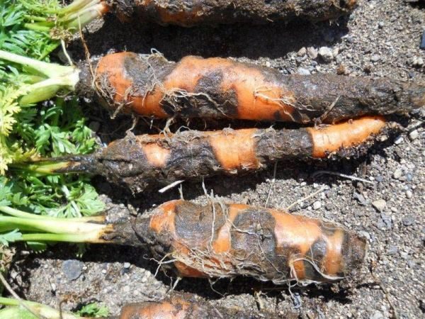  Carrot Rhizoctoniosis or Felt Rot