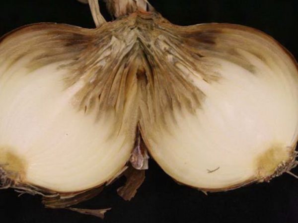  Marciume grigio