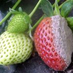  Marciume grigio sulle fragole