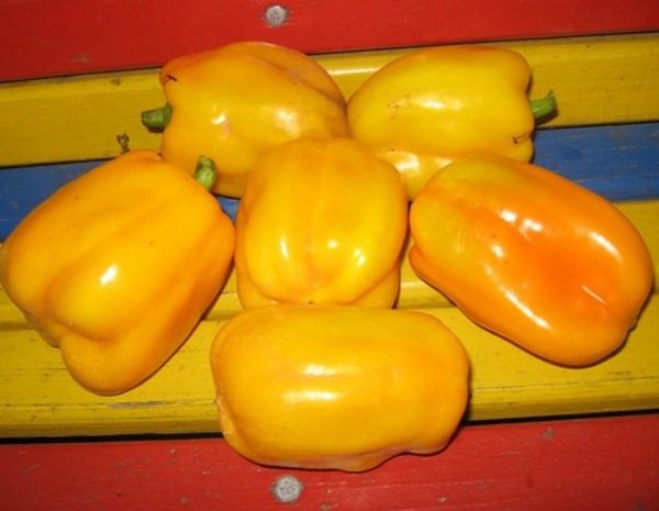  Variedade siberiana de pimenta bezerro de ouro