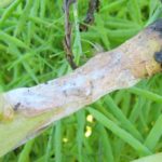  Sclerotinia or white rot