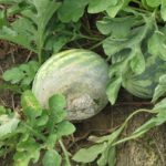  Sclerotinia o marciume bianco