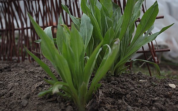  Black carrot sprouts