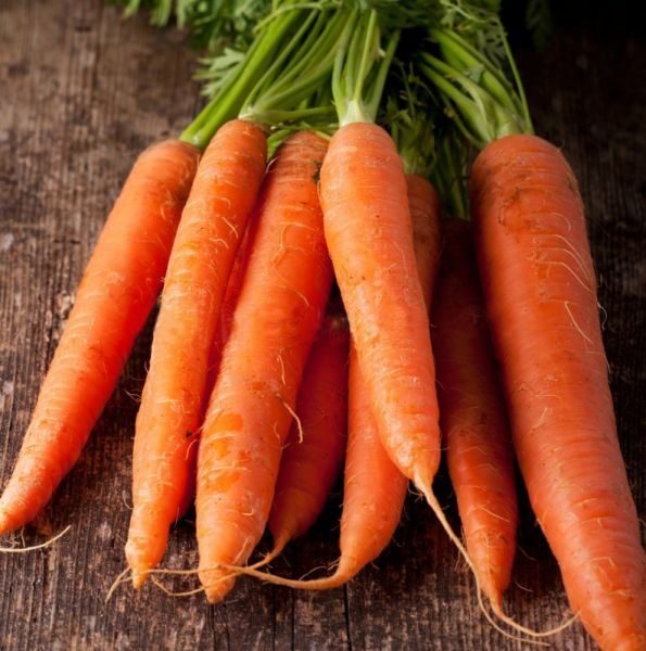  Carota dolce Carotan