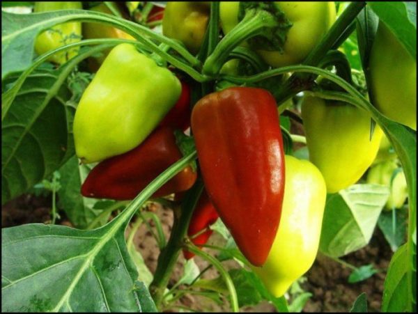  Andorinha de pimenta doce