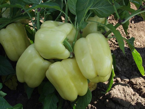  Pimenta-da-jamaica