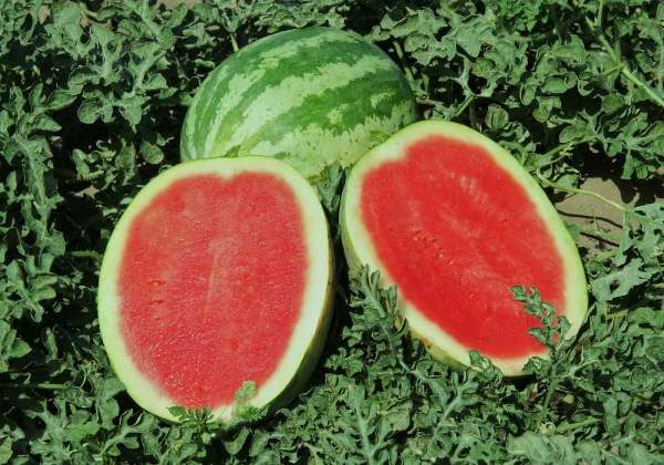 Grade Crimson Sweet resistant to the disease, common to all pumpkin, Antaknozu, tolerant to Fusarium