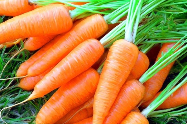  Cenouras e seus tops contêm muitas vitaminas e minerais.