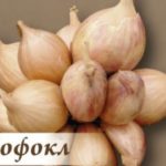  Sophocles