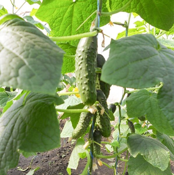  Ajax is characterized by intensive formation of early harvest.