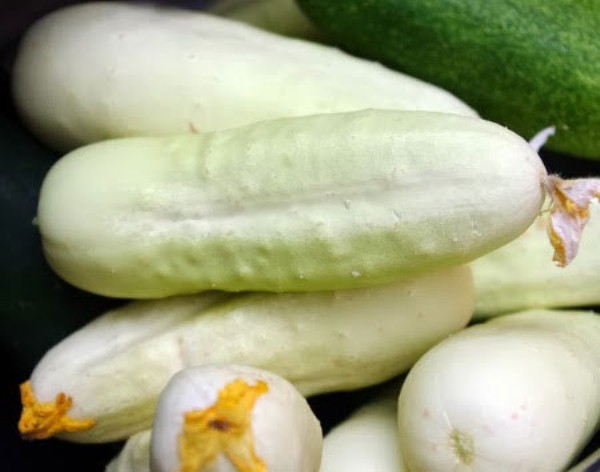  White Cucumber