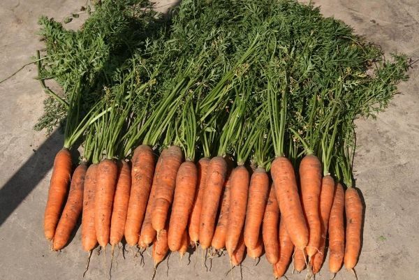  Carota di media stagione Samson