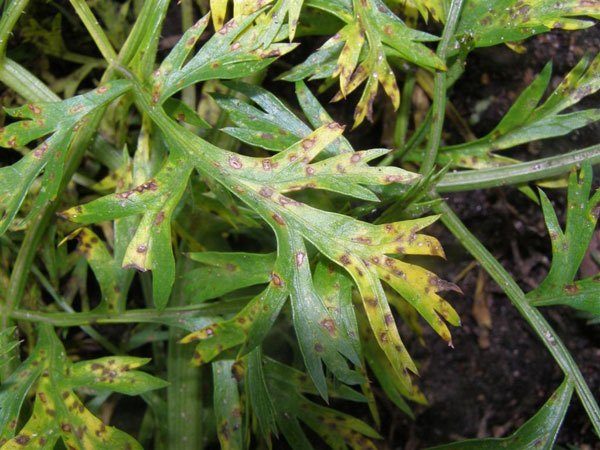  Cercosporosis on carrot leaves