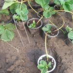 Rooting Strawberry Outlets