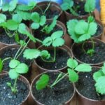  Seedlings in pots