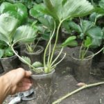  Seedlings in plastic cups