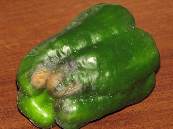  Pepper pepper rot