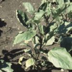  Verticillary pepper wilting