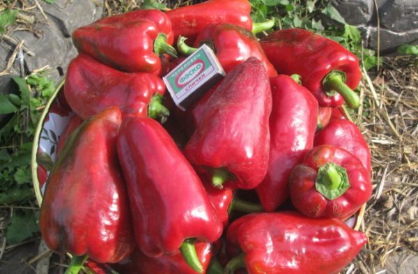  Variedade de Pimenta Alta Atlant