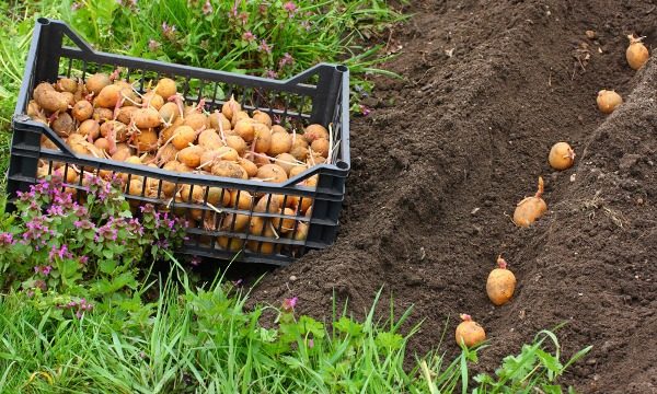  La densità di impianto e il tasso di impianto sono determinati dalla varietà di patate, dalle proprietà dei tuberi seme e dalle condizioni meteorologiche