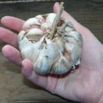  Spring garlic