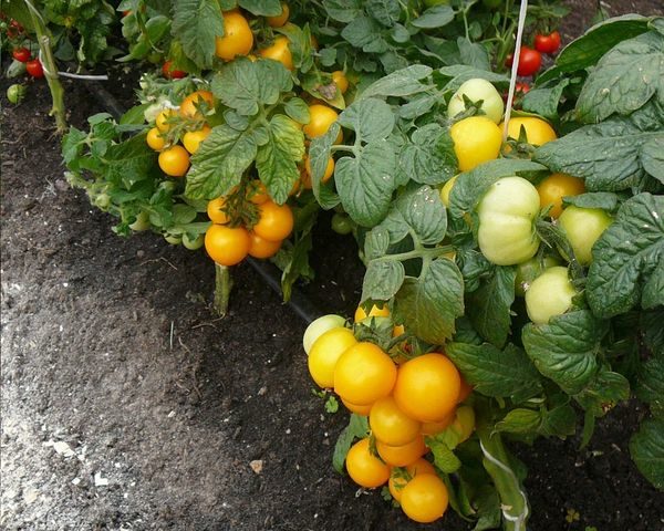  Chapéu amarelo