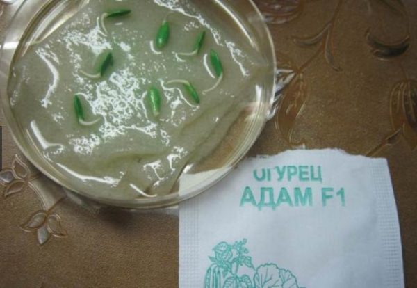  Tohumları emmek
