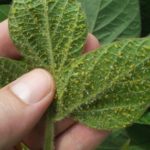  Green aphids on pepper can destroy the plant