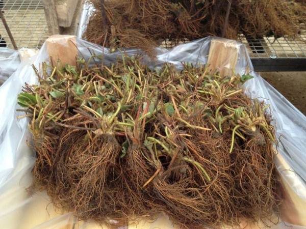  Frigo - frozen strawberry seedlings