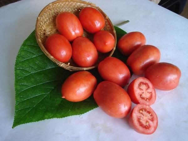  Shuttle - tomate maduro precoce de alto rendimento