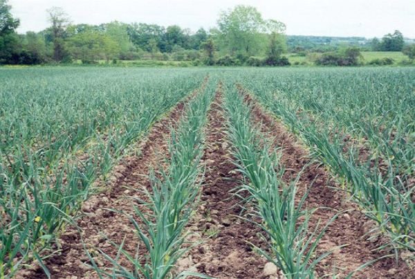  The cost of growing garlic is smaller than other vegetables.