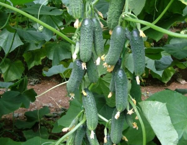  Gherkin متنوعة من الخيار مدير