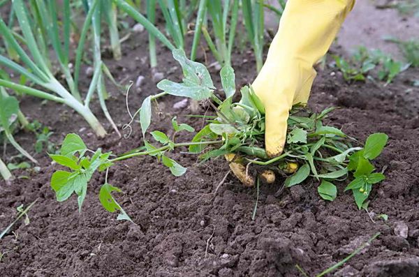  It is necessary to regularly weed the onion beds