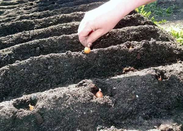  Chinese method involves planting onions in the ridges
