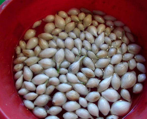  To better form the root system, sevok is soaked in warm water.