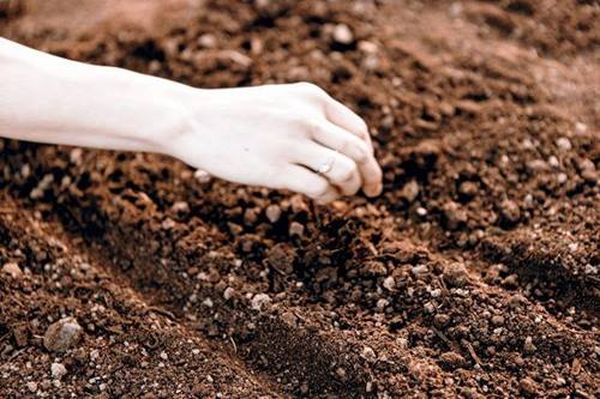  Onion seeds are planted in the grooves