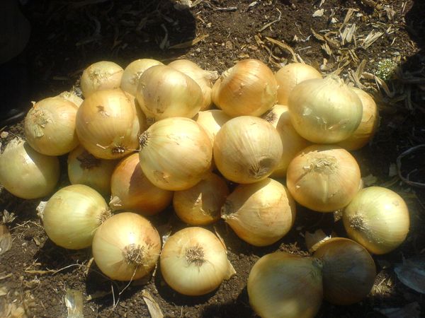  Before long storage, the bulbs are peeled and removed.
