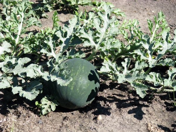  Melma di anguria Il bambino viene coltivato sia in serra che in campo aperto
