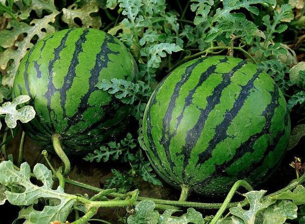  Growing watermelons in the open ground