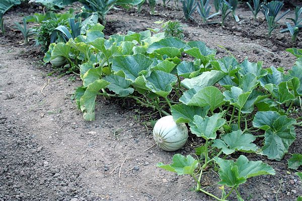 And melons and watermelons tend to grow