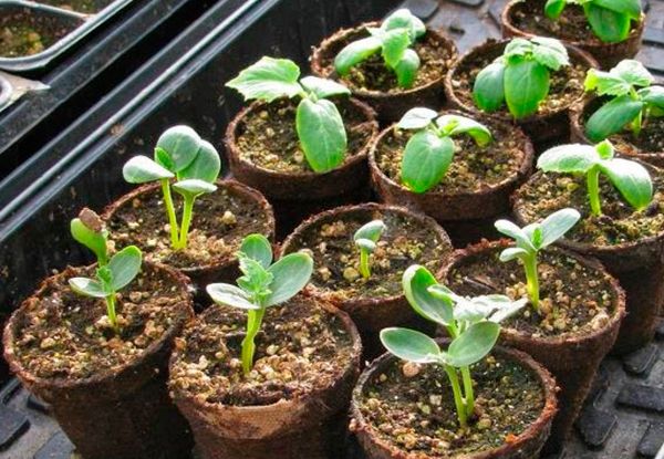 It takes about 40 days to grow watermelon seedlings.