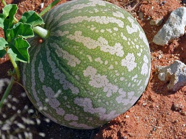 Gourds like nutritious soil and sunny patches of land