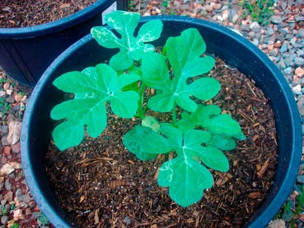 The seedling is ready to transplant after the appearance of 5-7 leaves