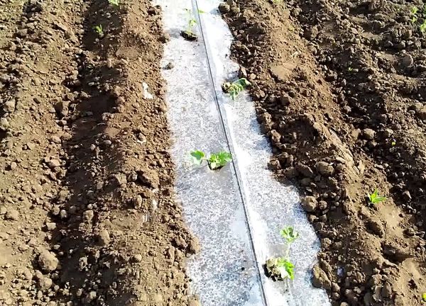 Saplings planted in a staggered manner at a distance of about half a meter