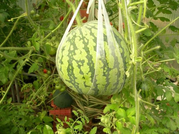 To reduce the load on the whip the fruit can be hung in the net.